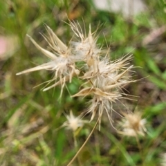 Rytidosperma (genus) (Wallaby Grass) at Stromlo, ACT - 15 Dec 2021 by trevorpreston