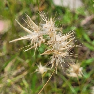 Rytidosperma sp. (Wallaby Grass) at Piney Ridge - 15 Dec 2021 by tpreston