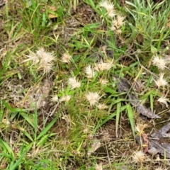 Rytidosperma sp. at Stromlo, ACT - 15 Dec 2021 03:30 PM