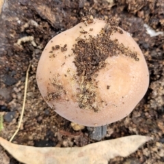Unidentified Cap on a stem; gills below cap [mushrooms or mushroom-like] at Molonglo Valley, ACT - 15 Dec 2021 by tpreston