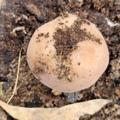 Unidentified Cap on a stem; gills below cap [mushrooms or mushroom-like] at Piney Ridge - 15 Dec 2021 by trevorpreston