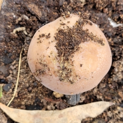 Unidentified Cap on a stem; gills below cap [mushrooms or mushroom-like] at Block 402 - 15 Dec 2021 by trevorpreston