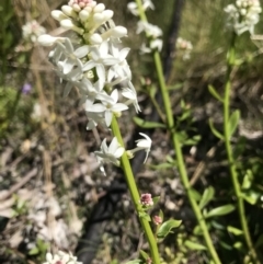 Stackhousia monogyna (Creamy Candles) at Mount Clear, ACT - 4 Dec 2021 by BrianH