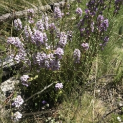 Euphrasia collina (Purple Eye-bright) at Mount Clear, ACT - 4 Dec 2021 by BrianH