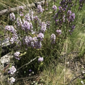 Euphrasia collina at Mount Clear, ACT - 4 Dec 2021 11:27 AM