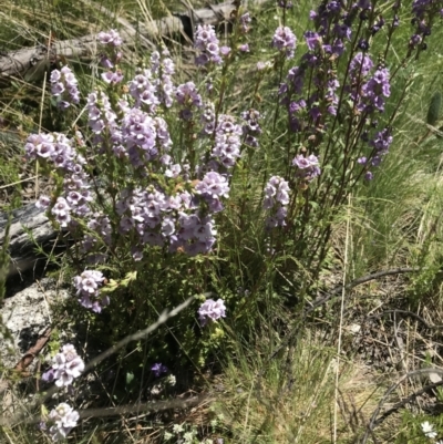 Euphrasia collina (Purple Eye-bright) at Mount Clear, ACT - 4 Dec 2021 by BrianH