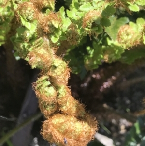 Polystichum proliferum at Mount Clear, ACT - 4 Dec 2021 11:38 AM