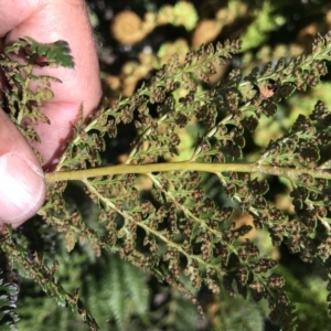 Polystichum proliferum at Mount Clear, ACT - 4 Dec 2021 11:38 AM