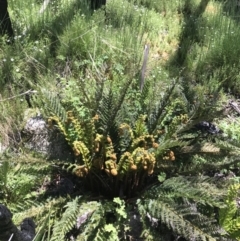 Polystichum proliferum at Mount Clear, ACT - 4 Dec 2021 11:38 AM