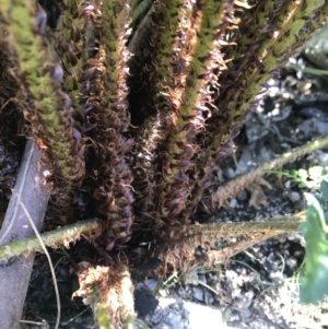 Polystichum proliferum at Mount Clear, ACT - 4 Dec 2021 11:38 AM