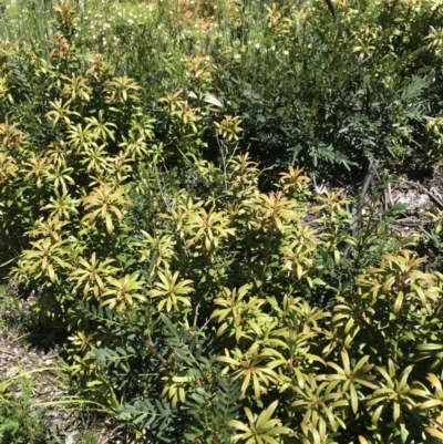 Tasmannia xerophila subsp. xerophila (Alpine Pepperbush) at Mount Clear, ACT - 4 Dec 2021 by BrianH