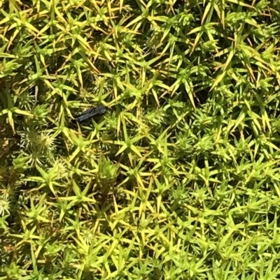 Unverified Moss, Liverwort or Hornwort at Mount Clear, ACT - 4 Dec 2021 by BrianH