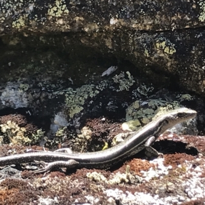 Pseudemoia spenceri (Spencer's Skink) at Namadgi National Park - 4 Dec 2021 by BrianH