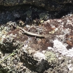 Pseudemoia spenceri at Mount Clear, ACT - 4 Dec 2021