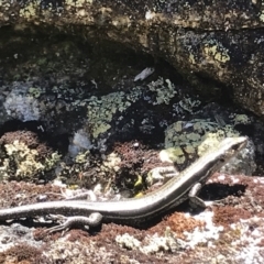 Pseudemoia spenceri at Mount Clear, ACT - 4 Dec 2021