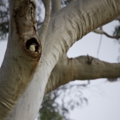 Todiramphus sanctus (Sacred Kingfisher) at Mount Majura - 14 Dec 2021 by BenHarvey