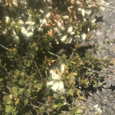 Epacris robusta (Round-leaf Heath) at Mount Clear, ACT - 4 Dec 2021 by BrianH