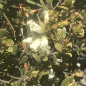 Epacris robusta at Mount Clear, ACT - 4 Dec 2021