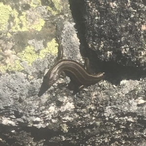 Pseudemoia spenceri at Mount Clear, ACT - 4 Dec 2021