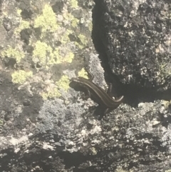 Pseudemoia spenceri at Mount Clear, ACT - 4 Dec 2021