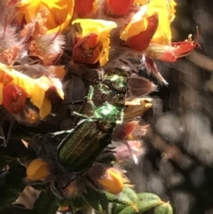Diphucephala sp. (genus) (Green Scarab Beetle) at Namadgi National Park - 4 Dec 2021 by BrianH