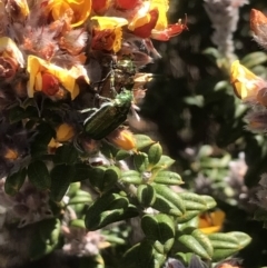 Diphucephala sp. (genus) at Rendezvous Creek, ACT - 4 Dec 2021 02:15 PM