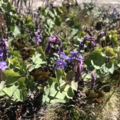 Veronica perfoliata (Digger's Speedwell) at Rendezvous Creek, ACT - 4 Dec 2021 by BrianH