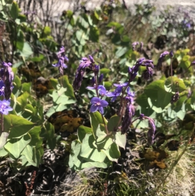 Veronica perfoliata (Digger's Speedwell) at Namadgi National Park - 4 Dec 2021 by BrianH