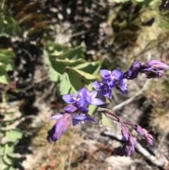 Veronica perfoliata at Rendezvous Creek, ACT - 4 Dec 2021