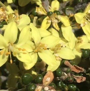 Phebalium squamulosum subsp. ozothamnoides at Rendezvous Creek, ACT - 4 Dec 2021