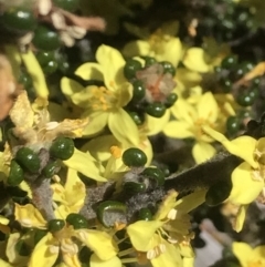 Phebalium squamulosum subsp. ozothamnoides at Rendezvous Creek, ACT - 4 Dec 2021