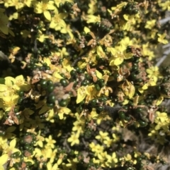 Phebalium squamulosum subsp. ozothamnoides at Rendezvous Creek, ACT - 4 Dec 2021