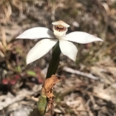 Caladenia alpina (Mountain Caps) at Rendezvous Creek, ACT - 4 Dec 2021 by BrianH