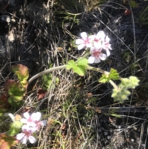 Pelargonium australe at Rendezvous Creek, ACT - 4 Dec 2021 02:24 PM