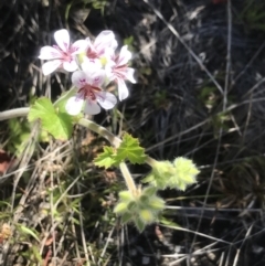 Pelargonium australe at Rendezvous Creek, ACT - 4 Dec 2021