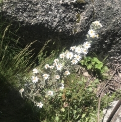 Olearia brevipedunculata (Dusty Daisy Bush) at Namadgi National Park - 4 Dec 2021 by BrianH