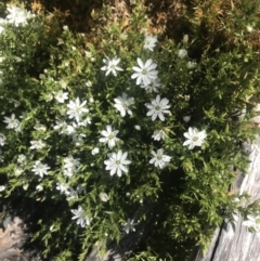 Stellaria pungens (Prickly Starwort) at Namadgi National Park - 4 Dec 2021 by BrianH