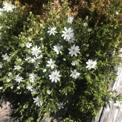 Stellaria pungens (Prickly Starwort) at Rendezvous Creek, ACT - 4 Dec 2021 by BrianH