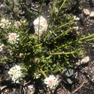 Stackhousia monogyna at Rendezvous Creek, ACT - 4 Dec 2021