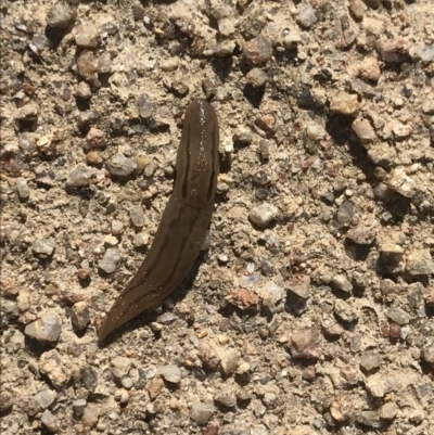 Ambigolimax nyctelia (Striped Field Slug) at Namadgi National Park - 3 Dec 2021 by BrianH