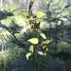 Diuris sulphurea (Tiger Orchid) at Rendezvous Creek, ACT - 3 Dec 2021 by BrianH