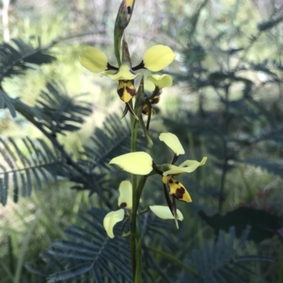 Diuris sulphurea (Tiger Orchid) at Rendezvous Creek, ACT - 3 Dec 2021 by BrianH