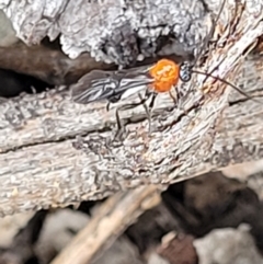 Braconidae (family) (Unidentified braconid wasp) at Block 402 - 15 Dec 2021 by trevorpreston