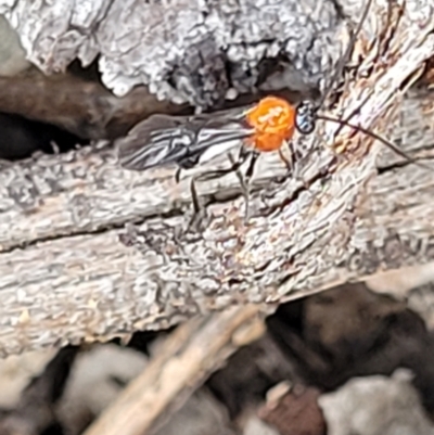 Braconidae (family) (Unidentified braconid wasp) at Piney Ridge - 15 Dec 2021 by tpreston