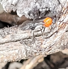 Braconidae (family) at Molonglo Valley, ACT - 15 Dec 2021