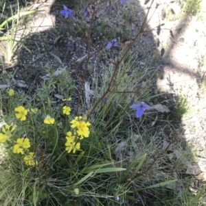 Dianella sp. at Rendezvous Creek, ACT - 4 Dec 2021 10:02 AM