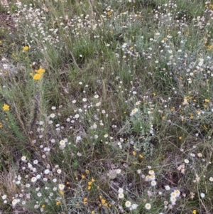 Leucochrysum albicans subsp. tricolor at Watson, ACT - 14 Dec 2021