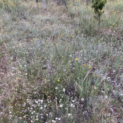 Leucochrysum albicans subsp. tricolor (Hoary Sunray) at Watson, ACT - 14 Dec 2021 by waltraud