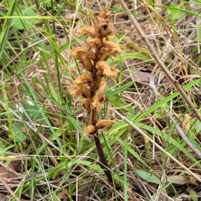 Orobanche minor (Broomrape) at Stromlo, ACT - 15 Dec 2021 by tpreston