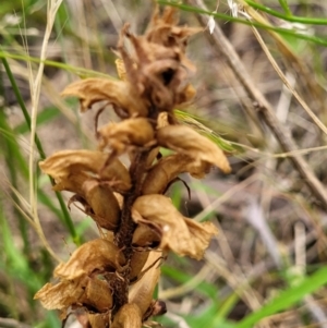 Orobanche minor at Stromlo, ACT - 15 Dec 2021 03:10 PM